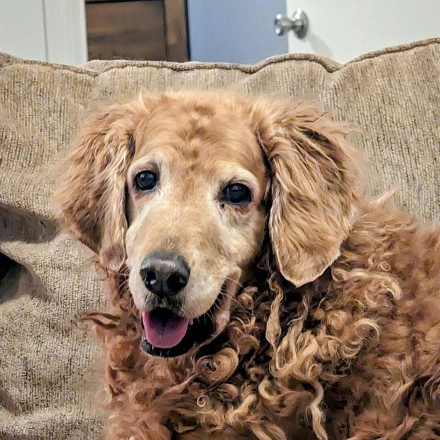 Sadie, the family golden doodle, resting on the couch